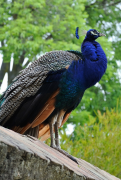 burung-merak 13 senarai